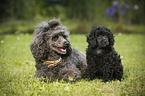 Miniature Poodles