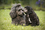 Miniature Poodles