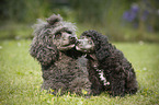 Miniature Poodles