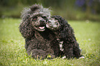 Miniature Poodles