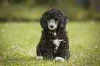 Miniature Poodle Puppy