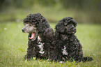 Miniature Poodle Puppies