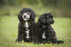 Miniature Poodle Puppies