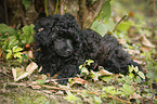 Miniature Poodle Puppy