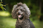 Miniature Poodle