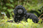 Miniature Poodle Puppy