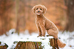 sitting Miniature Poodle