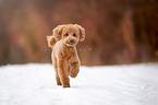 walking Miniature Poodle