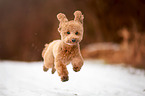 jumping Miniature Poodle