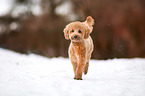 running Miniature Poodle