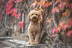 sitting toy poodle