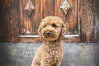 toy poodle portrait
