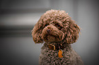 Toy Poodle Portrait