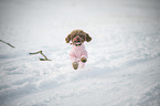 running Toy Poodle
