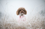 sitting Toy Poodle