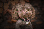 toy poodle in autumn