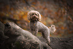 toy poodle in autumn