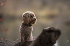 toy poodle in autumn