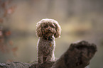 toy poodle in autumn