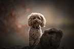 toy poodle in autumn