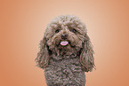 Miniature Poodle Portrait