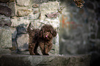 young Toy Poodle