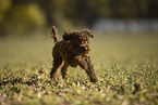 female Toy Poodle