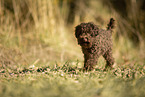 female Toy Poodle