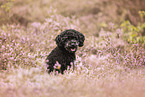 Miniature Poodle in summer