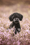 Miniature Poodle in summer