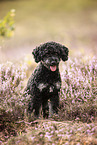 Miniature Poodle in summer