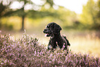 Miniature Poodle in summer