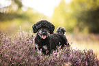 Miniature Poodle in summer