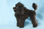 blackToy Poodle