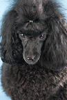 blackToy Poodle