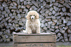 young Toy Poodle