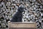 young Toy Poodle