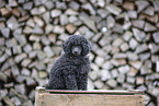 young Toy Poodle