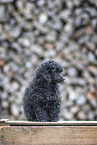 young Toy Poodle