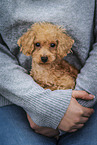 female Toy Poodle