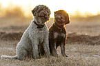 Miniature Poodle