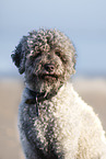 Miniature Poodle