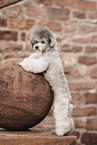 Miniature Poodle