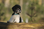 Miniature Poodle