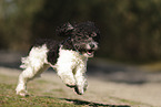 Miniature Poodle