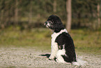 Miniature Poodle