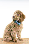 Toy Poodle Puppy