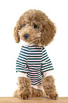 Toy Poodle Puppy
