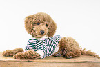 Toy Poodle Puppy