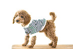 Toy Poodle Puppy
